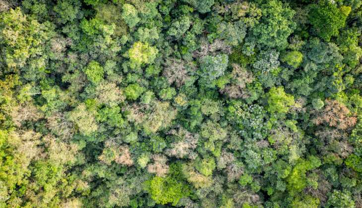 A view of the Gola rainforest from the air