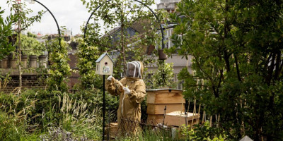 Lady in beekeeper suit looking at honeycomb