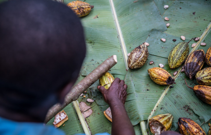 Harvesting cocoa beans from their pods