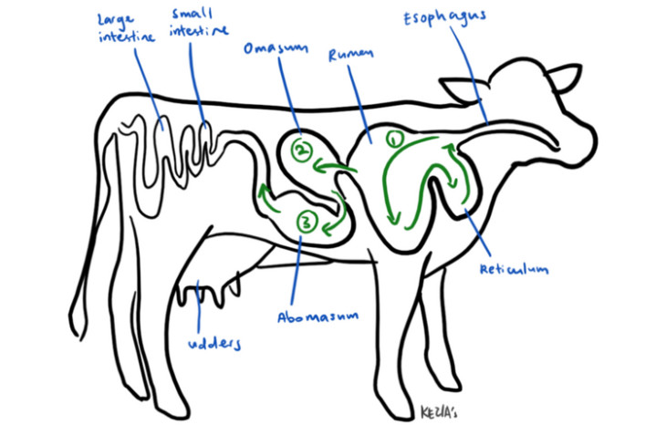 Diagram showing the flow of a cow's intestine