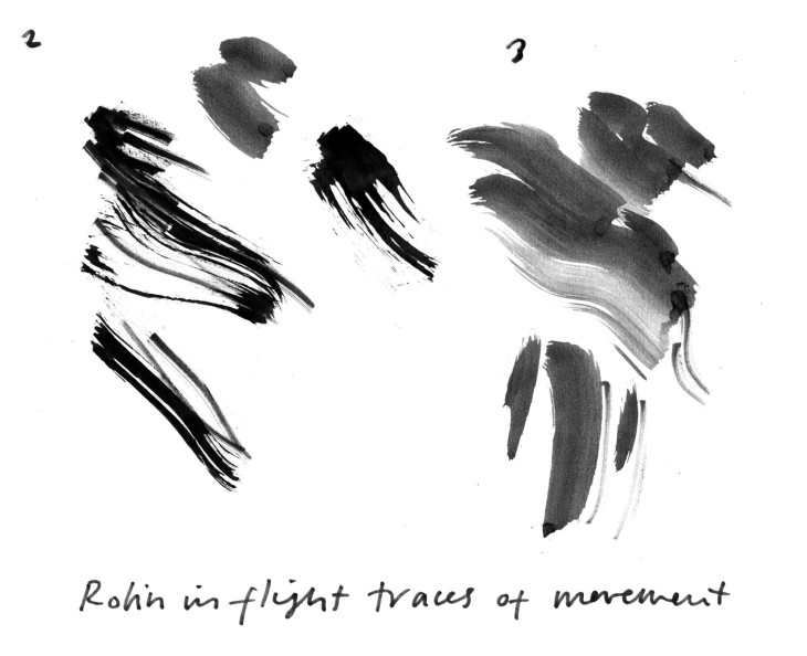 Ink studies of robin in flight