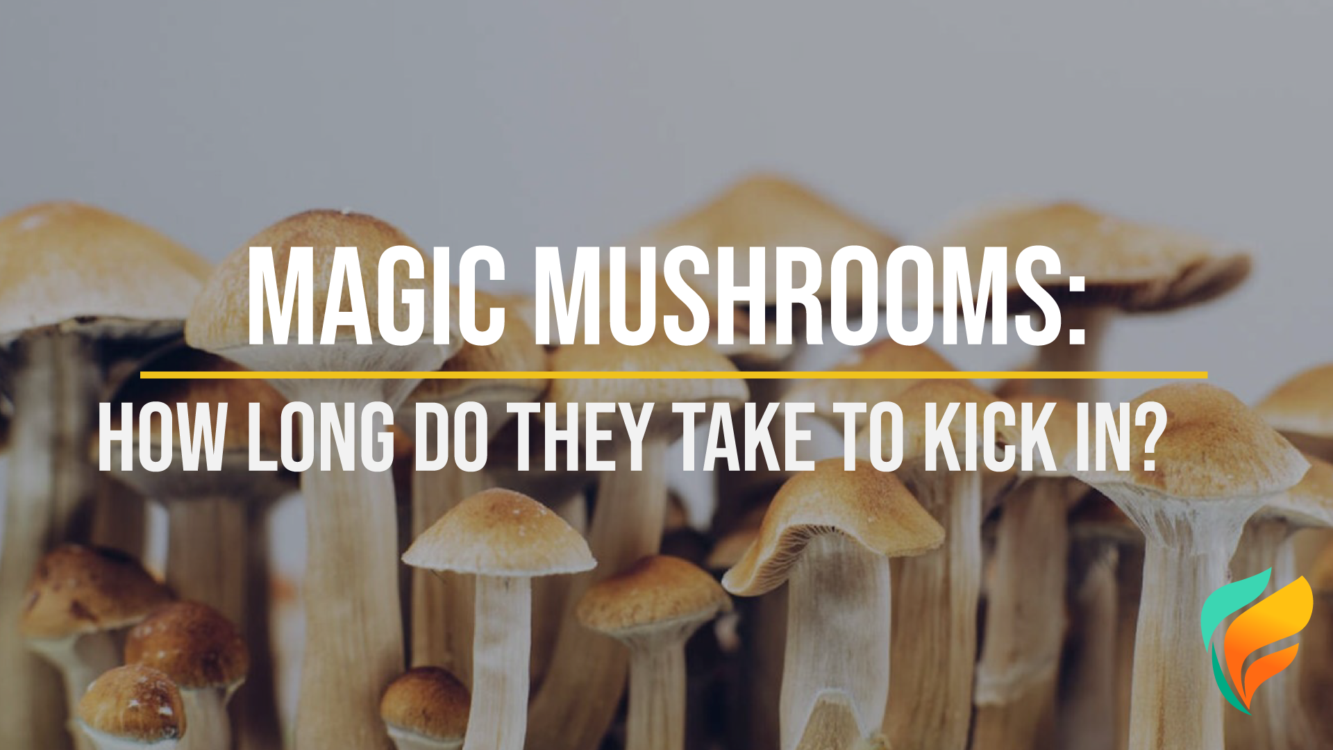 How Long Does It Take For Magic Mushrooms To Kick In?