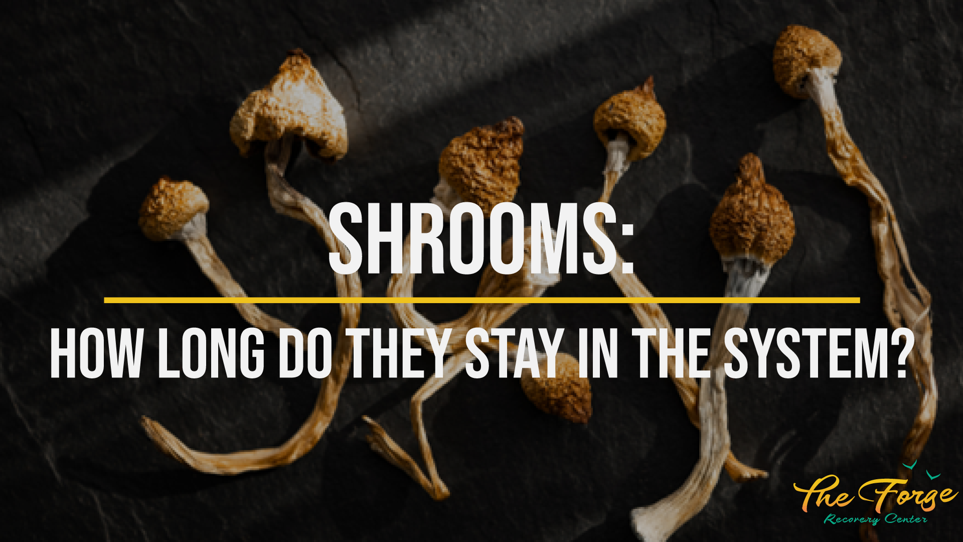 Shrooms How Long Do Shrooms Stay in Your System, Effects, and More