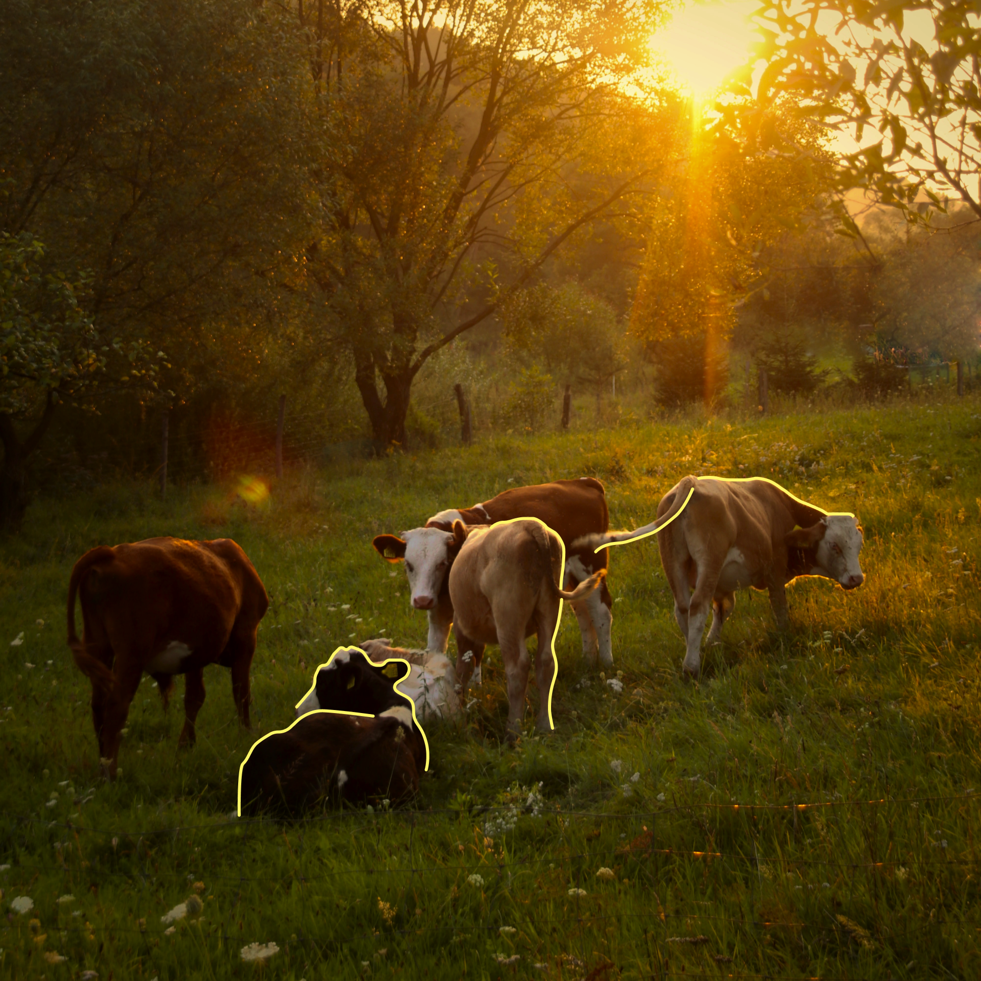 Fröhliche Kühe erholen sich auf der Weide