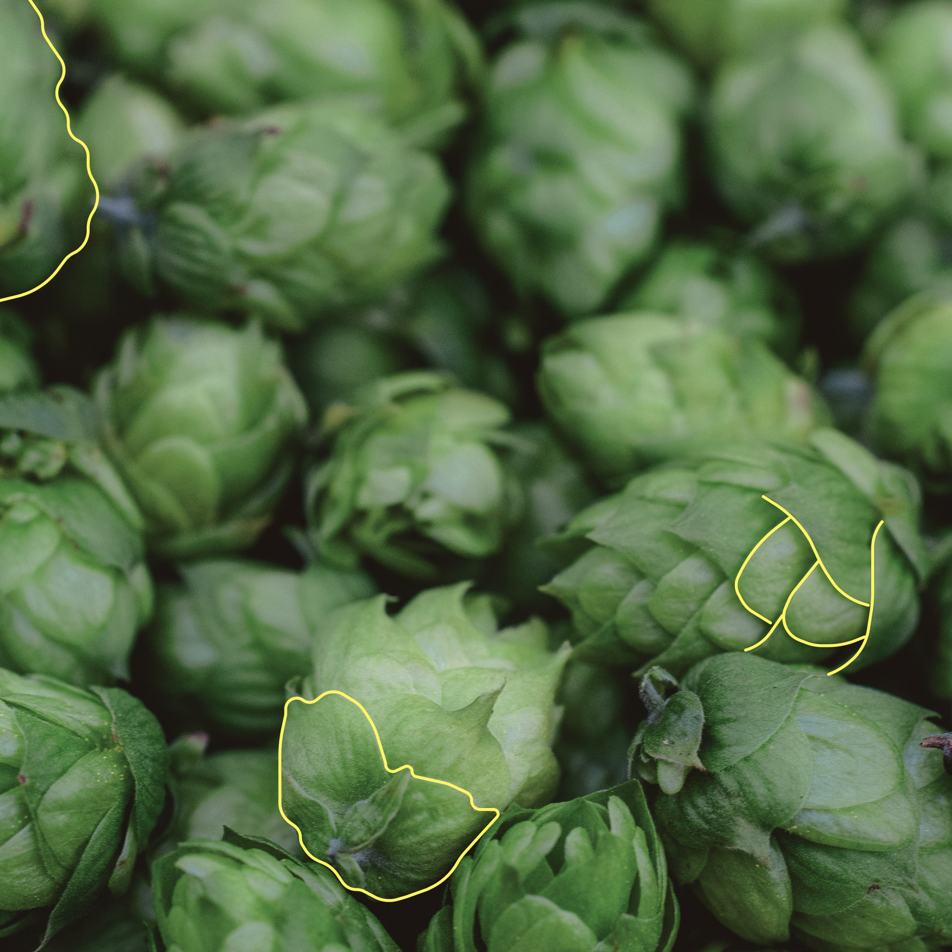 Eine Streuung von Hopfen