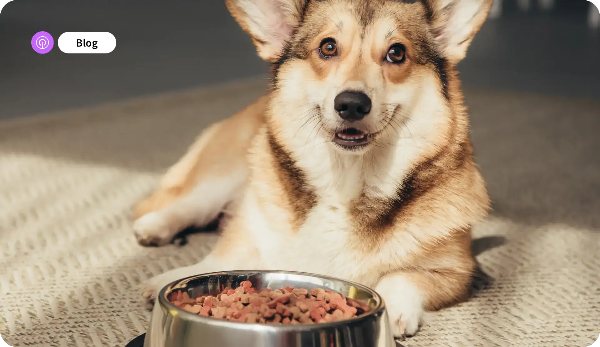 Pet Supplies BLOG Hero image