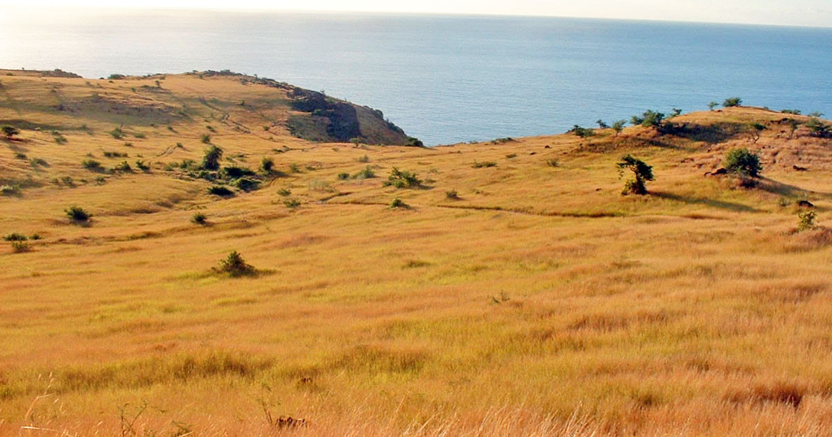 faire-la-randonn-e-la-savane-de-saint-paul