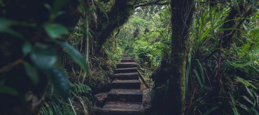 voyage nature a la reunion