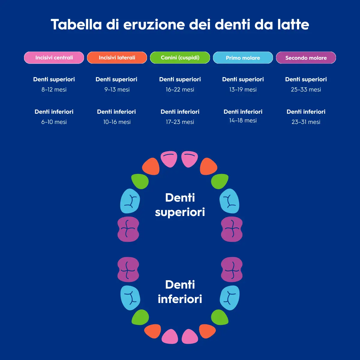 Grafico dell’eruzione dei denti del bambino, arcata superiore e inferiore con denti colorati: Incisivi Centrali rosa-Incisivi Laterali rossi-Canini verdi-Molari Primari blu-Molari Secondari viola 