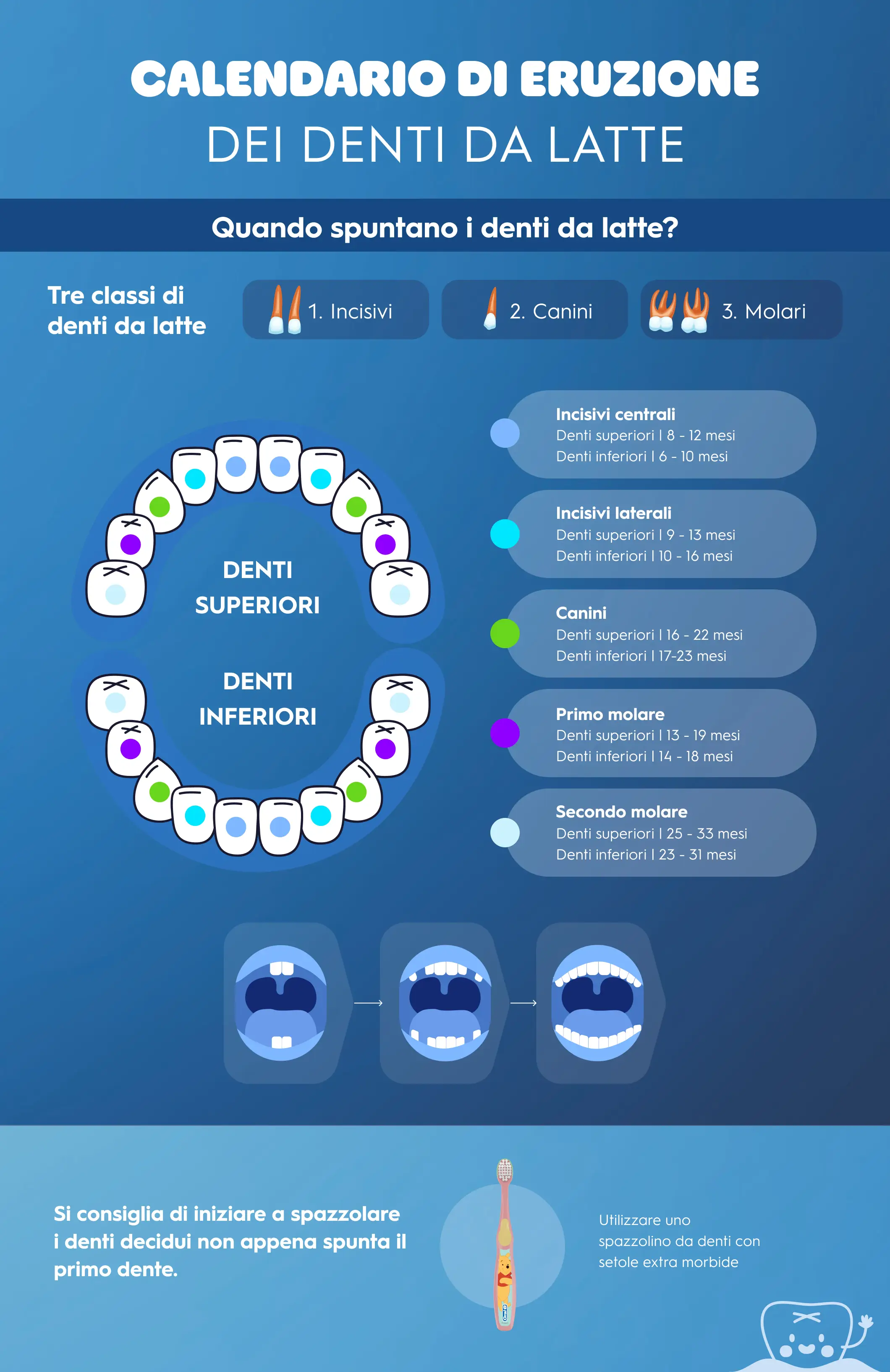 Tabella di eruzione dei denti decidui, disegno delle grandi arcate superiore e inferiore e 3 arcate più piccole che mostrano i denti man mano che nascono durante la crescita del bambino 