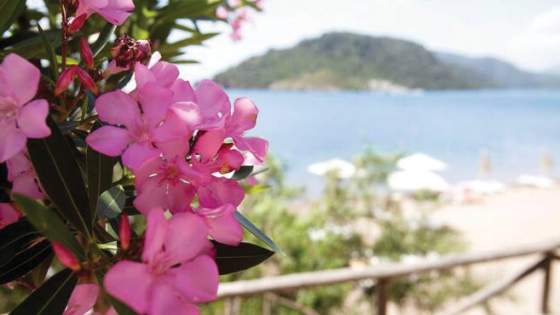 Nydelig strand med rosa blomst hos TUI