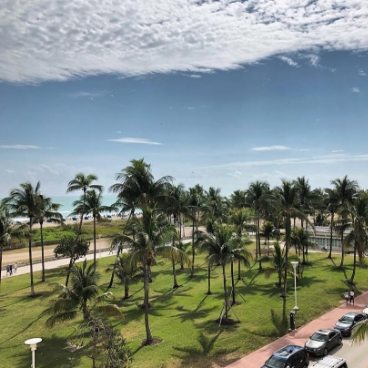 Palm Trees in Miami