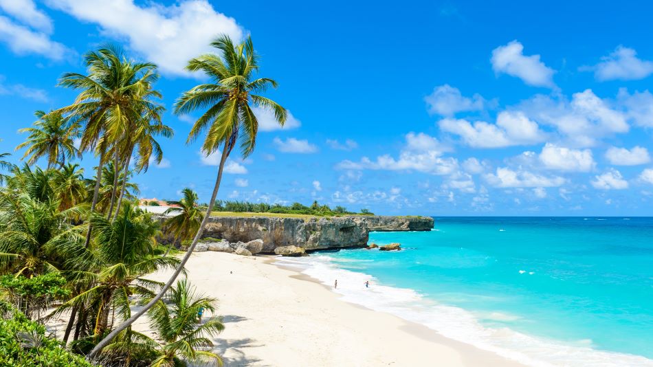 Palm trees on beach at Bottom Bay in Barbados