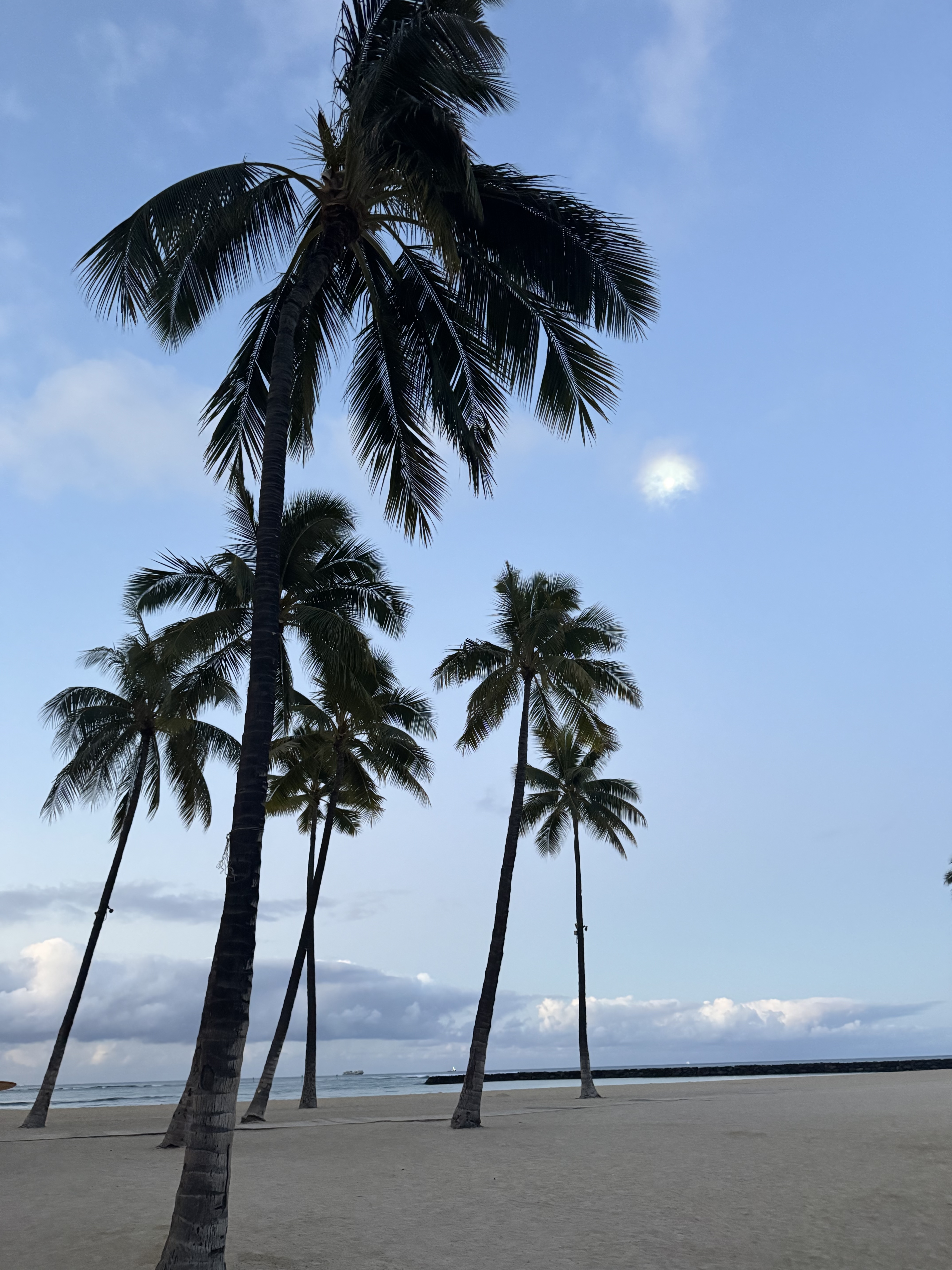 Peaceful beach setting featuring six palm trees, sand, blue skies and white clouds.