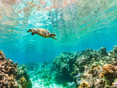 Snorkeling With Turtles