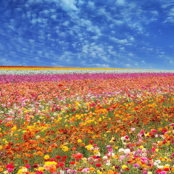Blooming Flowers