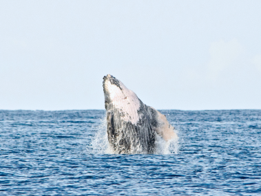 Whale Watching