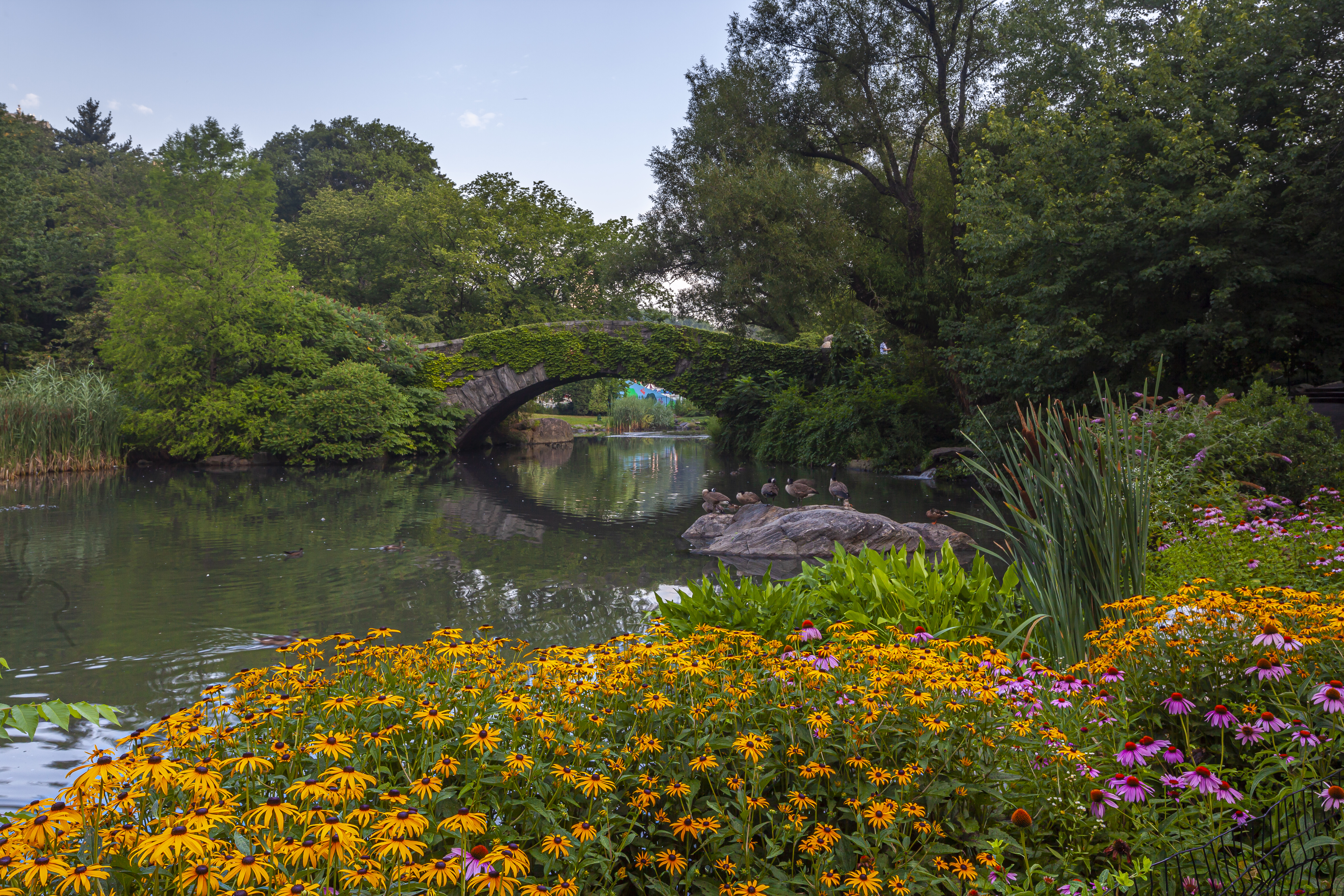 Lovely NYC garden setting with yellow and purple flowers in the foreground, with a brook, stone bridge and greenery in the background