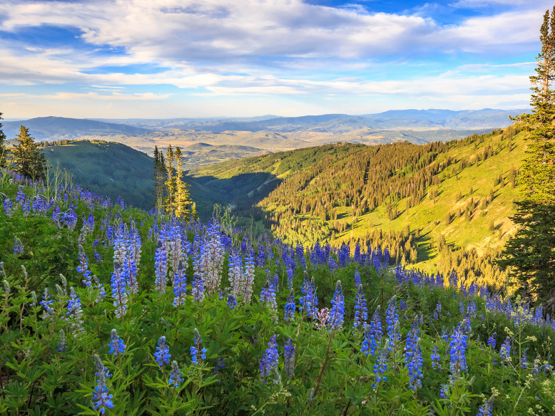 ParkCity_778x584