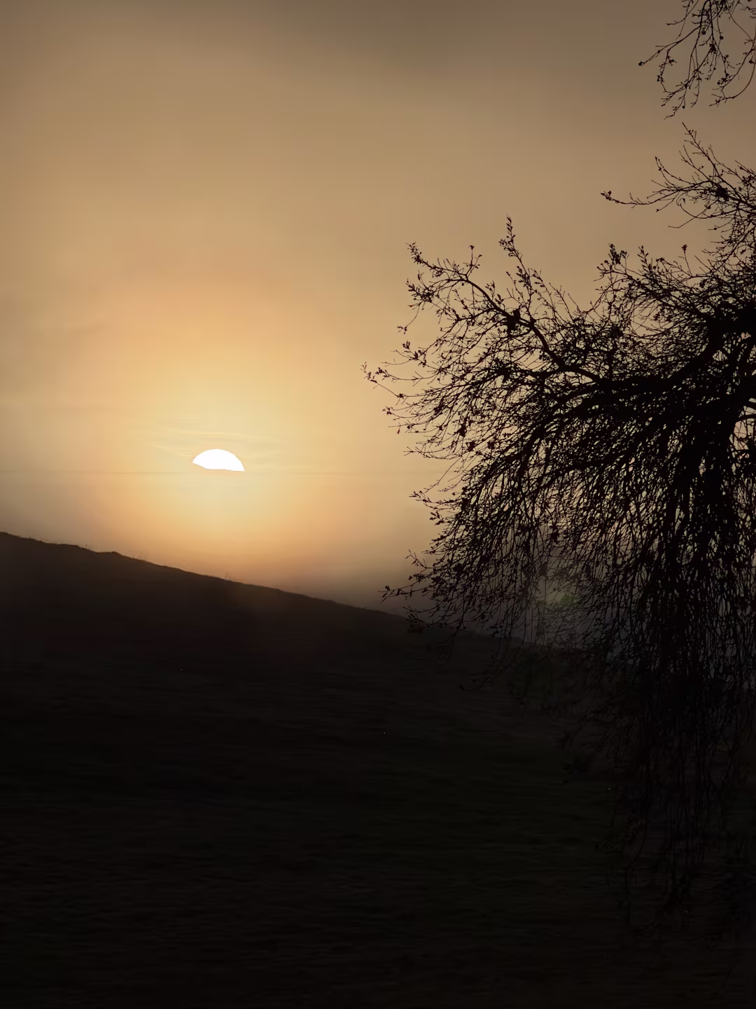 Foggy sunrise breaking over a hillside at Mount Diablo in the San Francisco Bay Area