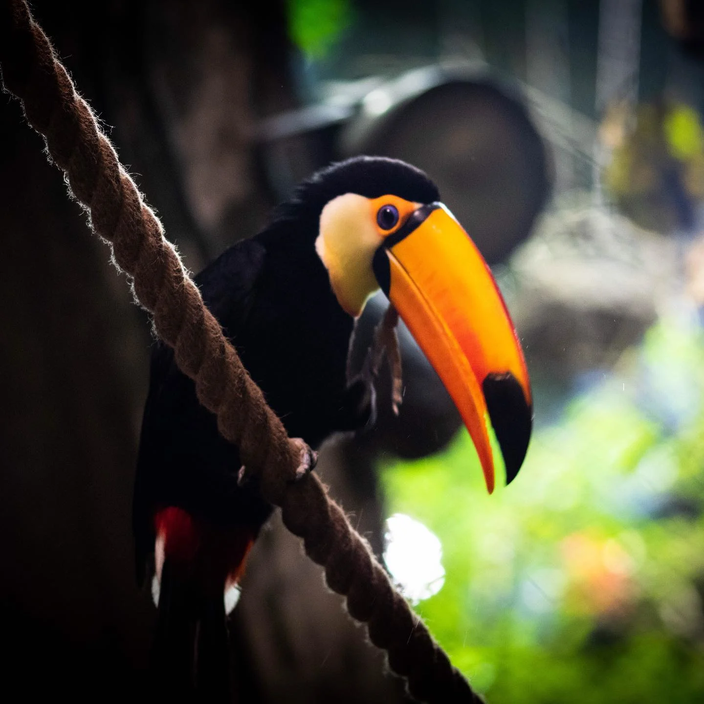 Universeum