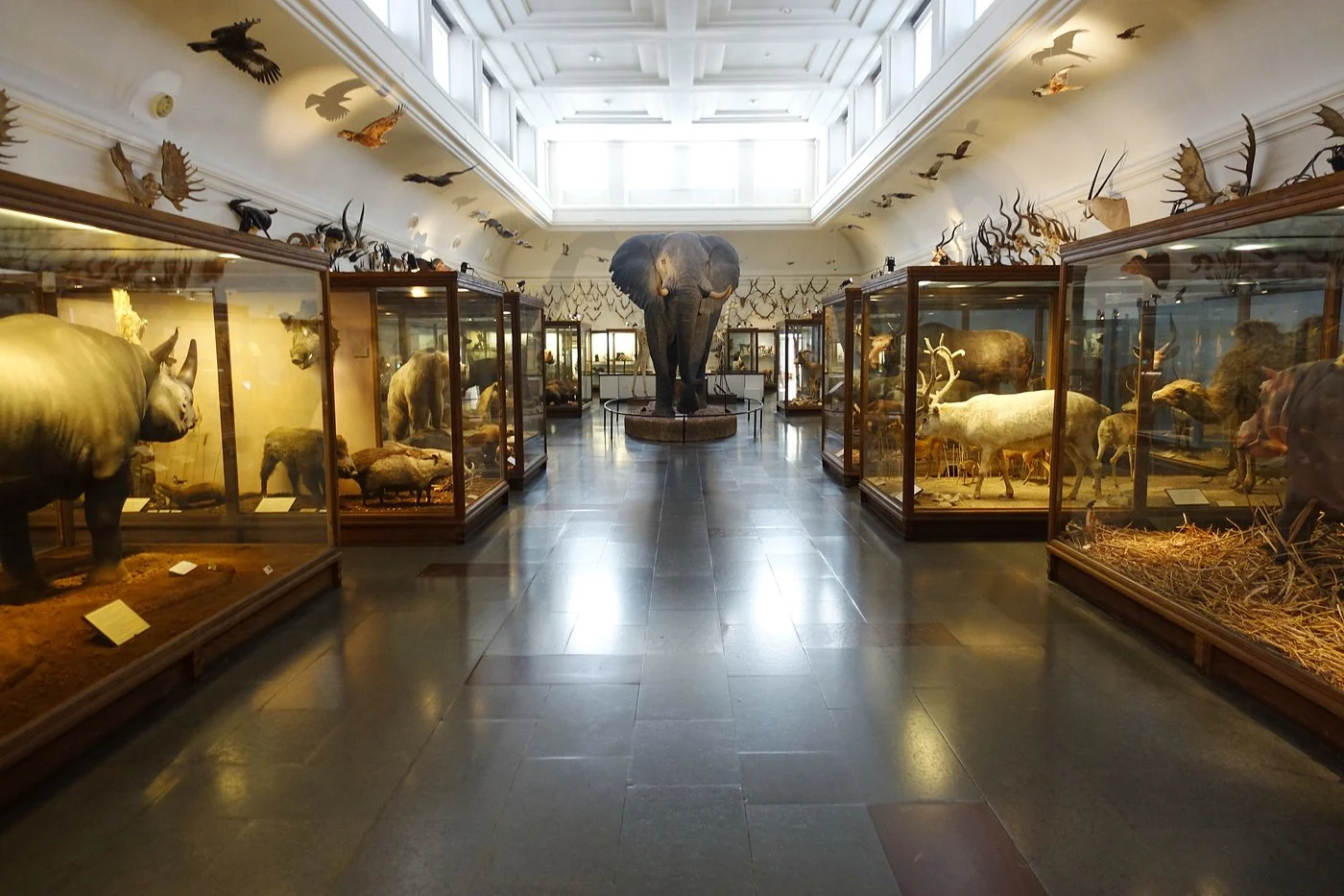 Göteborgs naturhistoriska museum