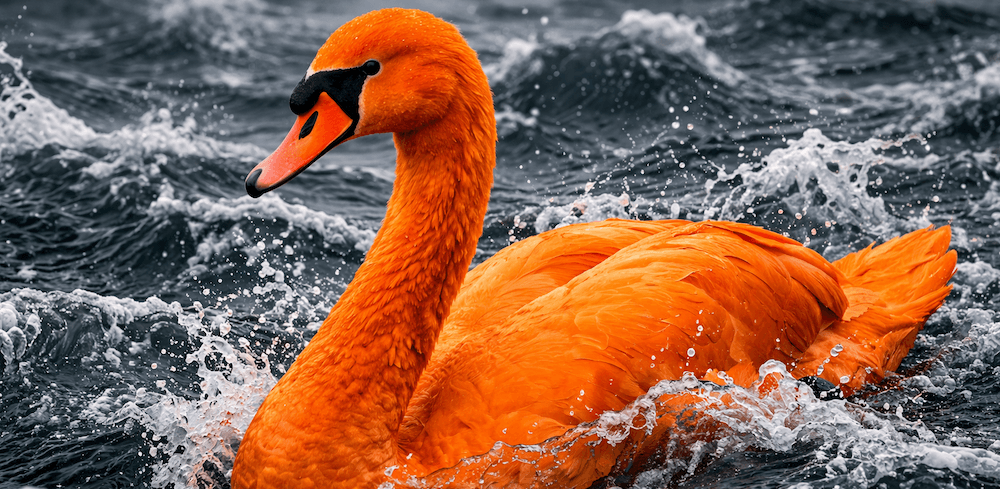 Orange Swan: Chaos Without Camo
