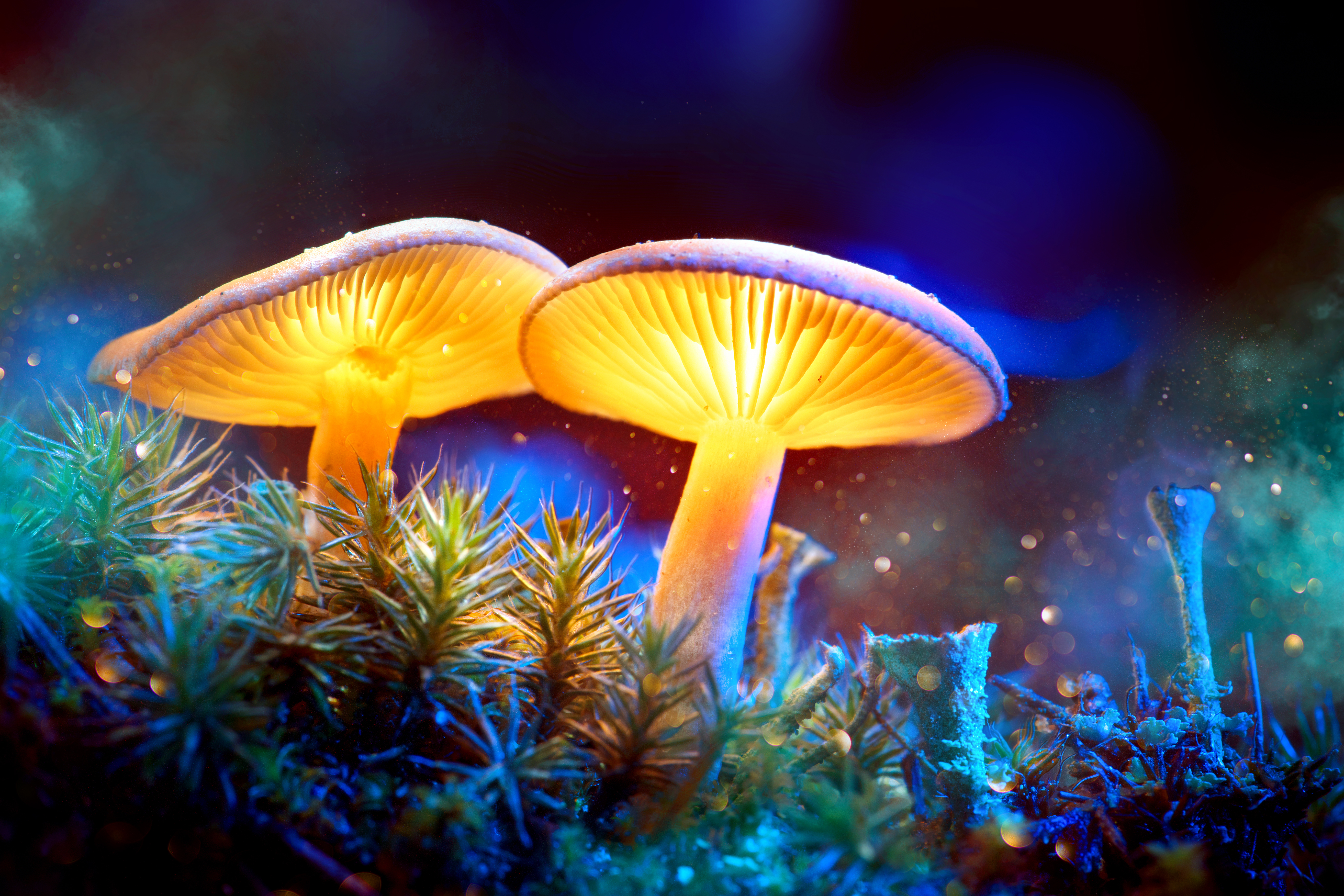 Improving Mental Health with Magic… Mushrooms