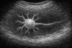 ALC-Issue-01-22-26(Featured)