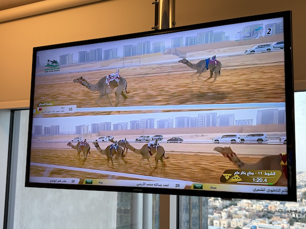 Camel Racing