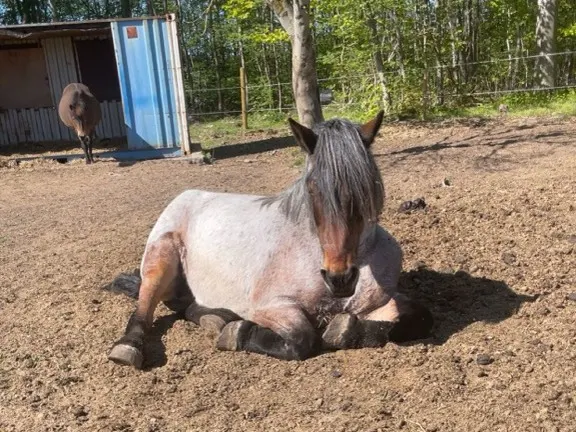 Image of horse