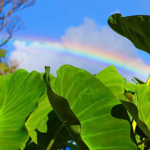 Chasing #rainbows this #alohafriday #weekendvibes #friyay