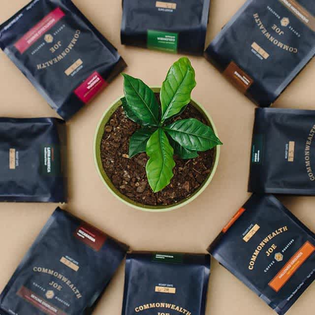 Breathing new life into an ancient craft and making amazing #specialtycoffee approachable @commonwealthjoe in the Commonwealth of VA. #qualityinsideout #coffeepackaging #customcoffeebags #coffeepackagingprinting 📷: @angelikajohns, @commonwealthjoe