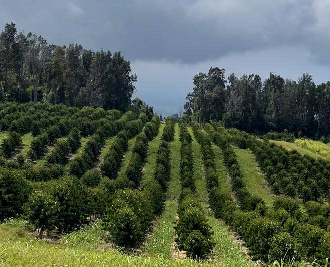 The Hawai‘i-Grown Coffee Series: Hale Inu Kope