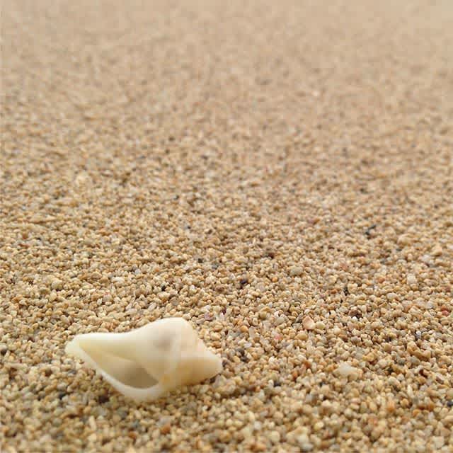 #seashells by the #seashore happy #veteransday and #alohafriday!