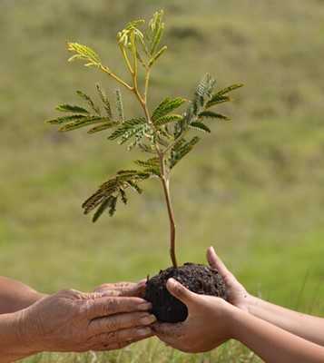 King Koa plant in hands