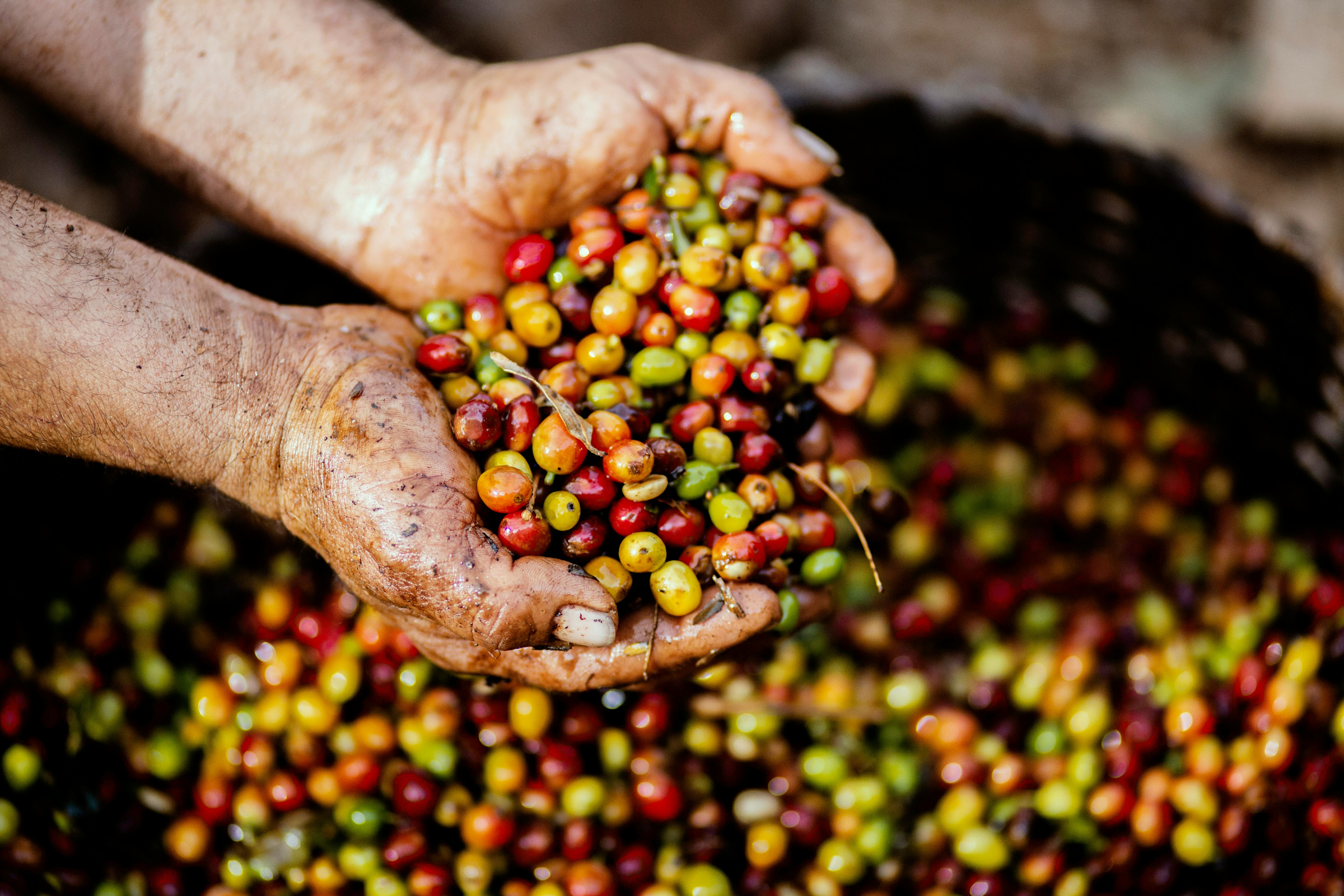 Hawaiian-Grown Coffee New Labeling Requirements thumbnail