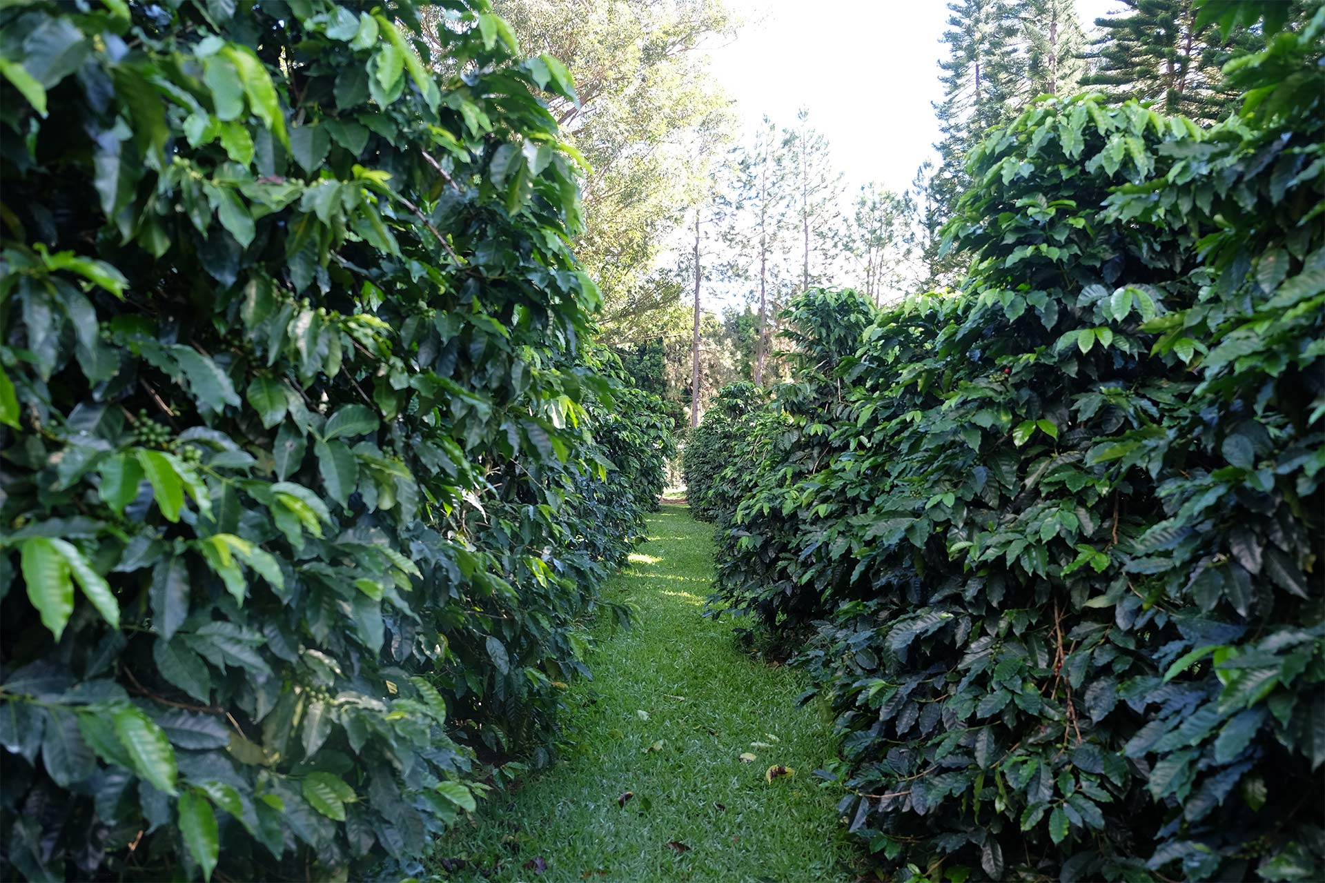 Mehmet and Andrew with the Pono Collective students