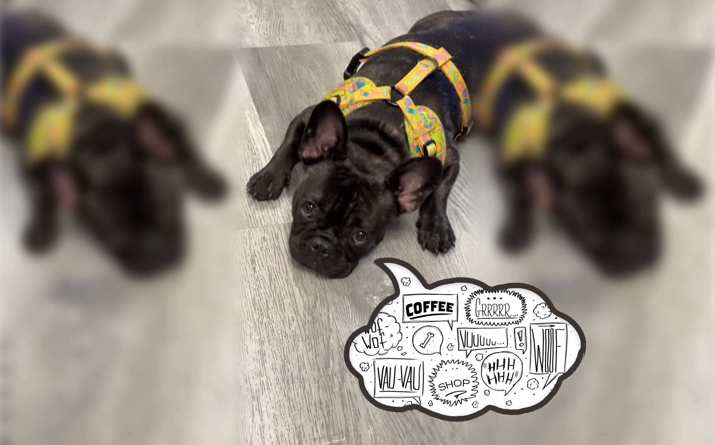 Bisou Builds a Cafe with Savor Live, so easy even a dog could do it thumbnail