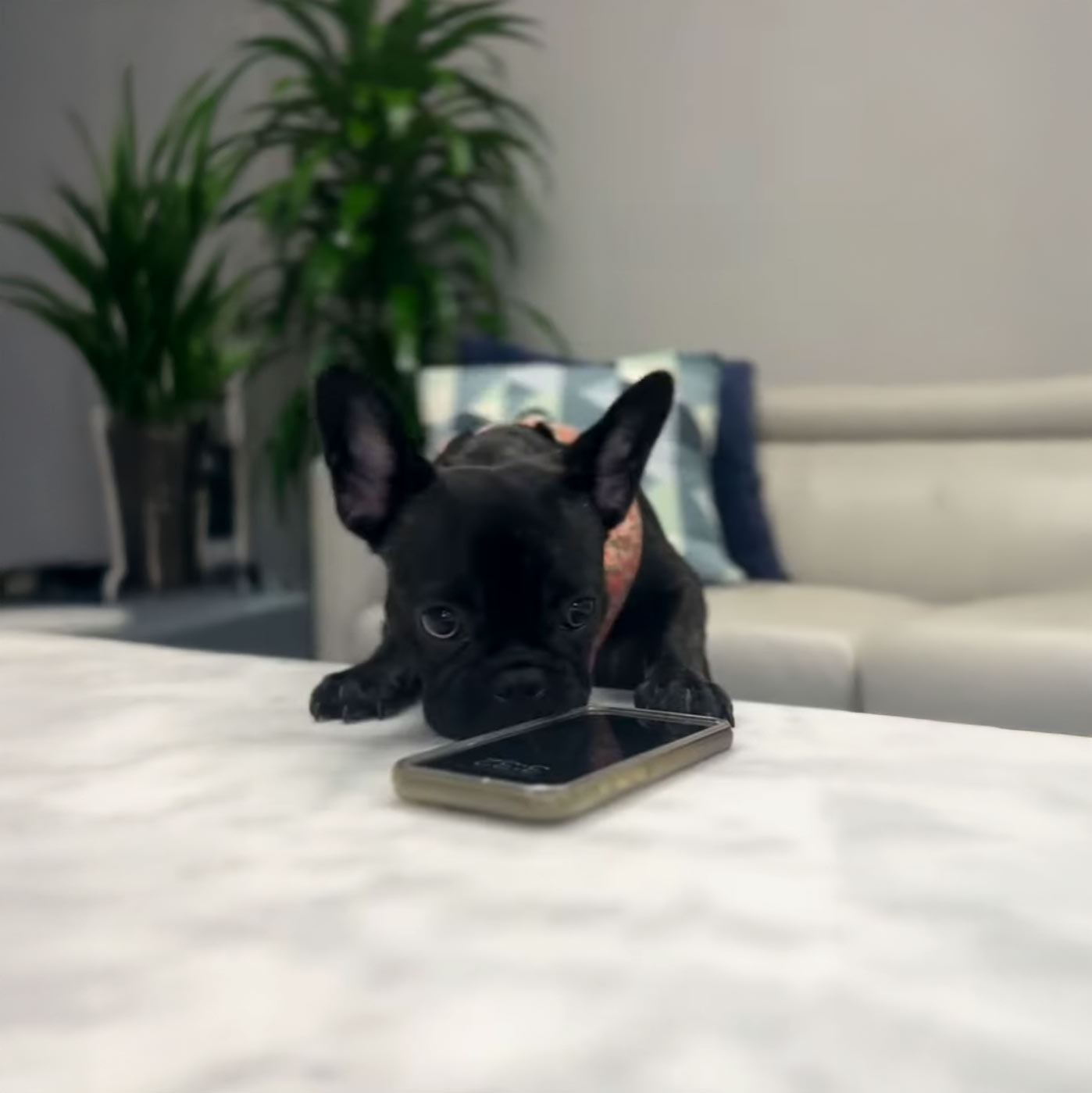 Bisou orders a puppaccino via app