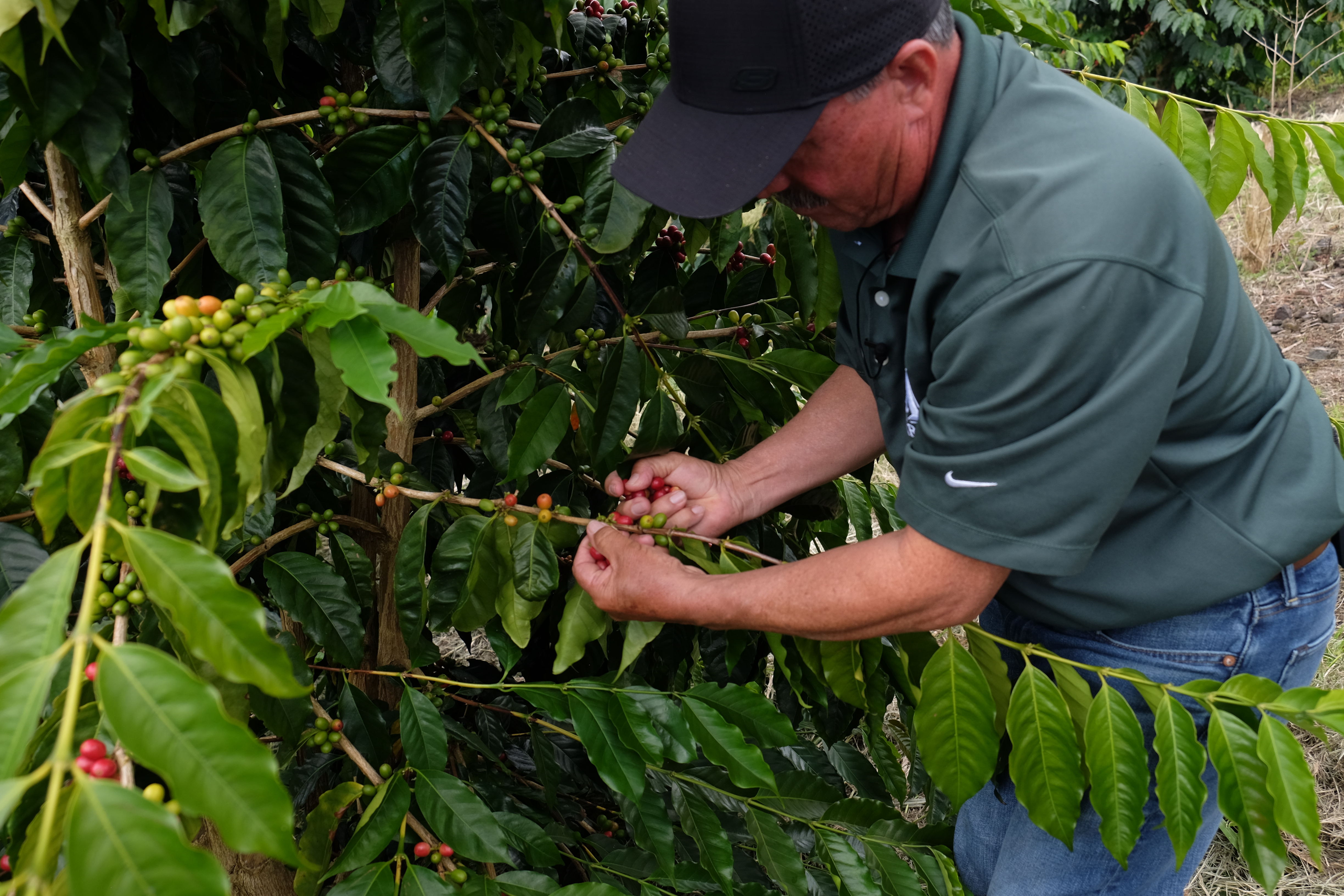 Empowering Local Coffee Industry Through Knowledge Platform