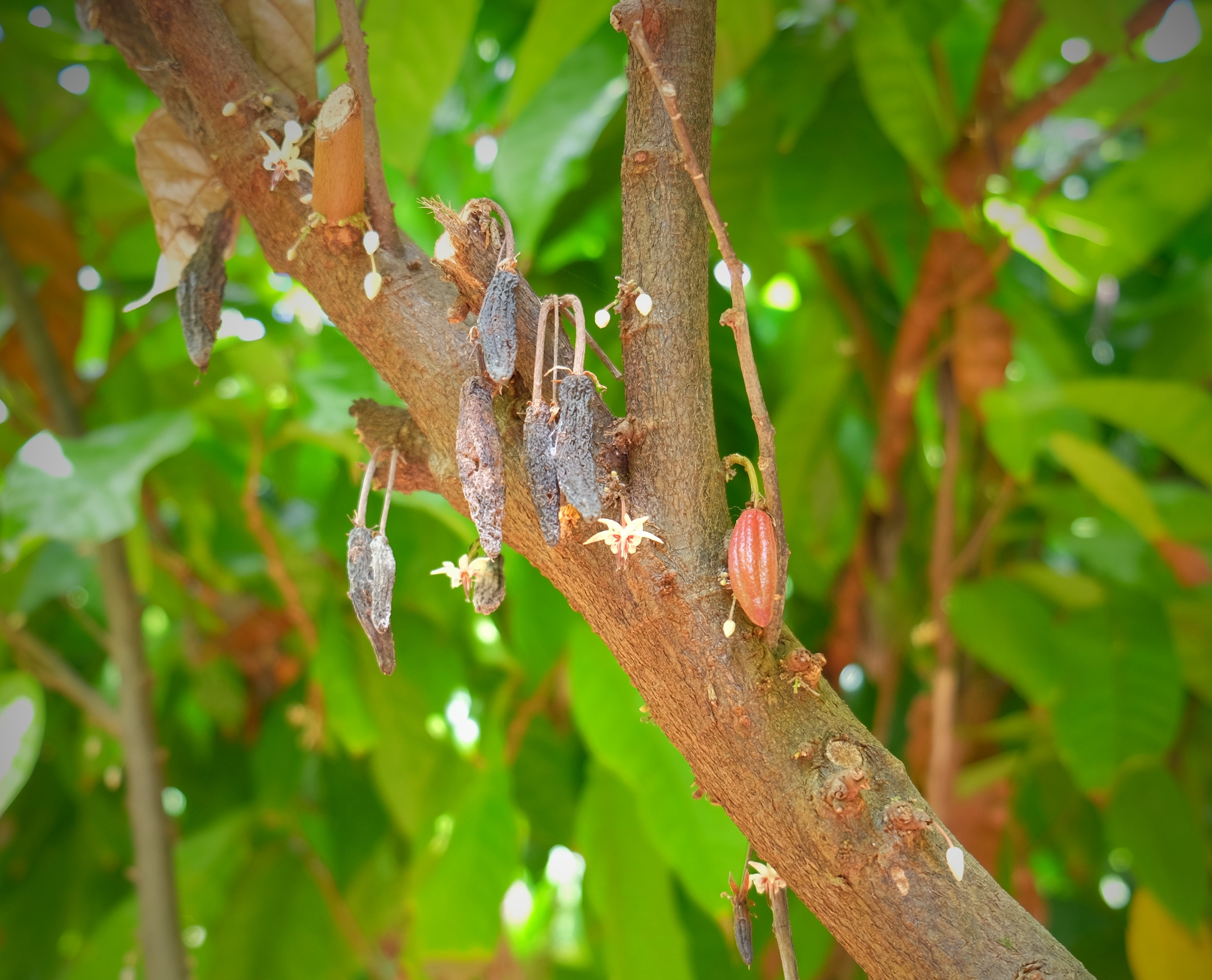 Discover Waialua Estate Coffee and Chocolate's Cacao (O'ahu, Hawai'i) thumbnail