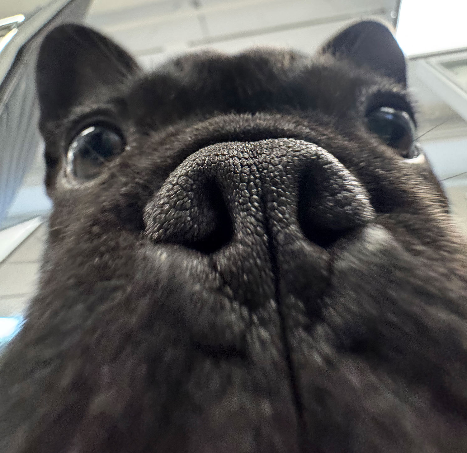 Pupucino 2 with Bisou