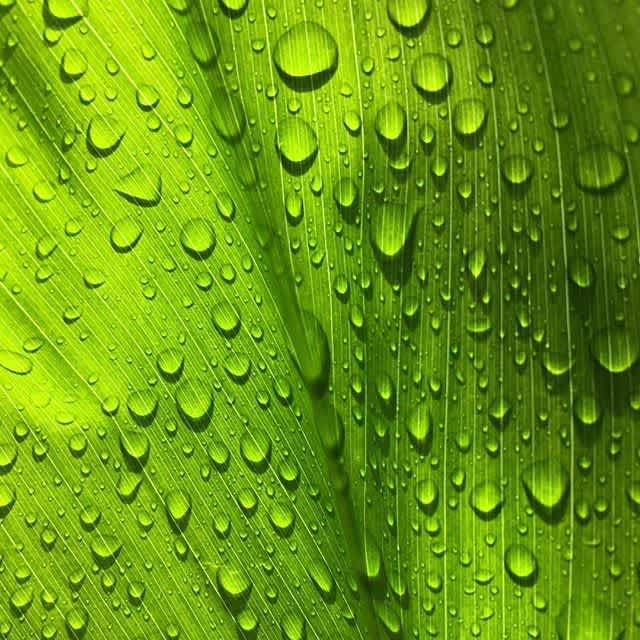 Enjoying the little delights of #rainydays this #alohafriday #happyweekend!