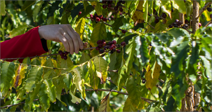 Empowering Local Coffee Industry Through Knowledge Platform - New Layout