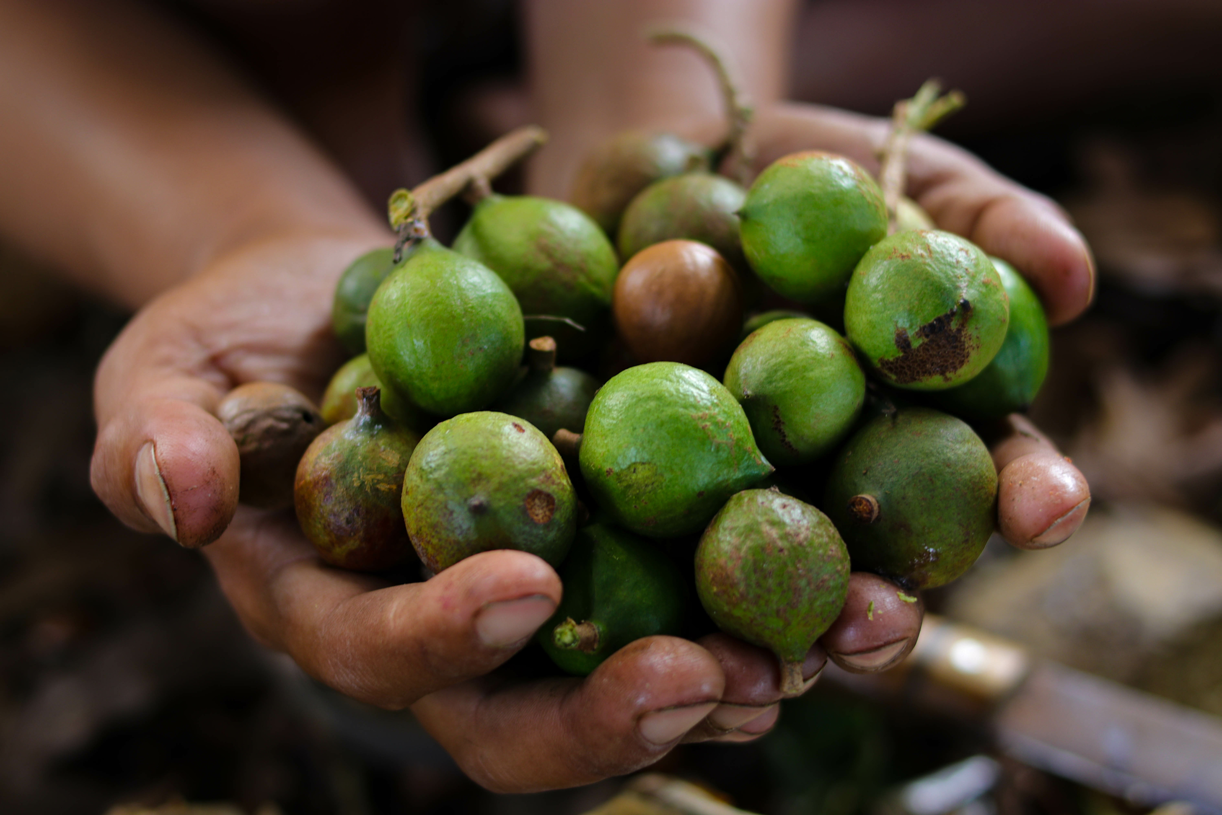 macadamia Nut
