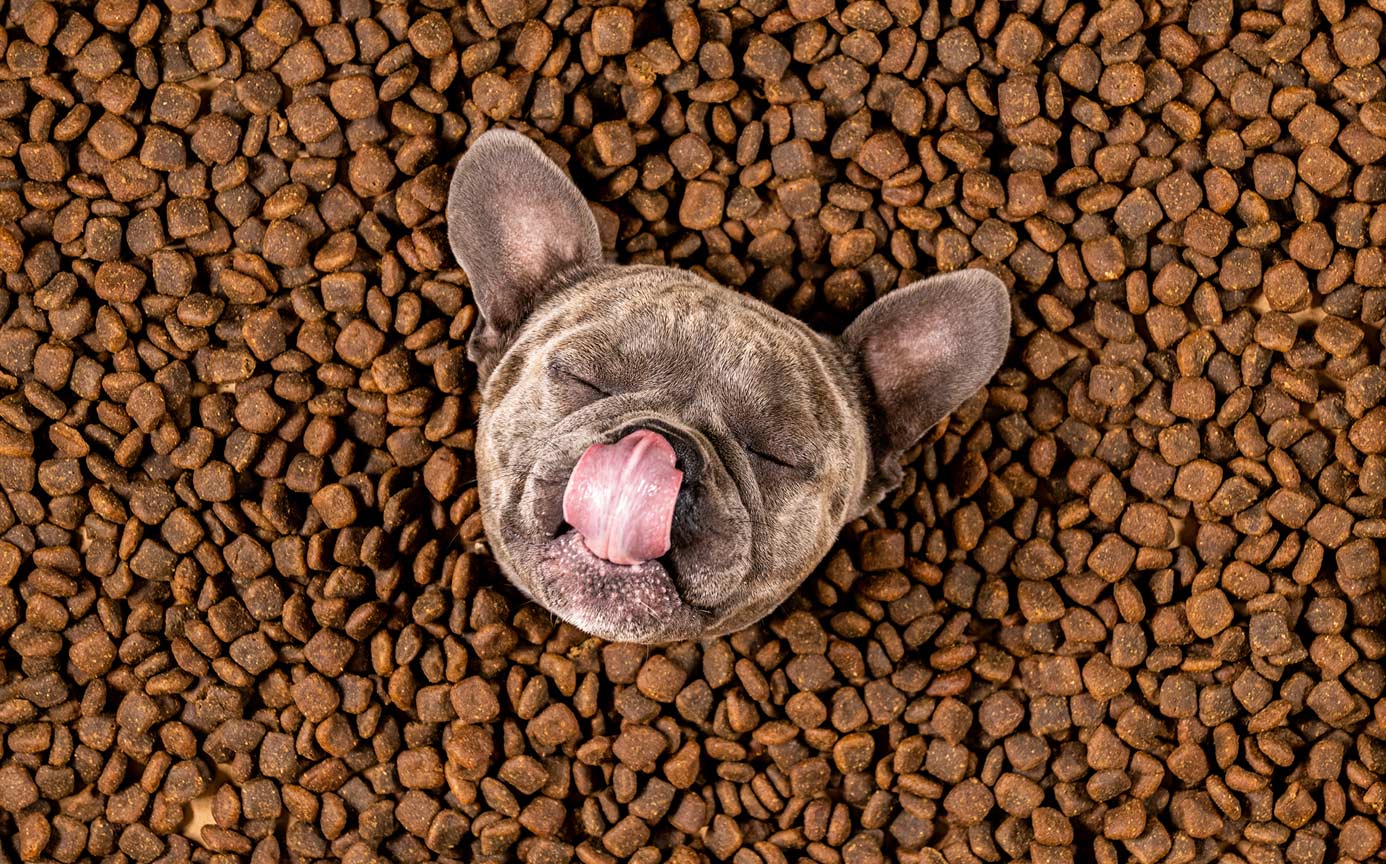 Your Guide to Custom Pet Food and Treats Packaging thumbnail