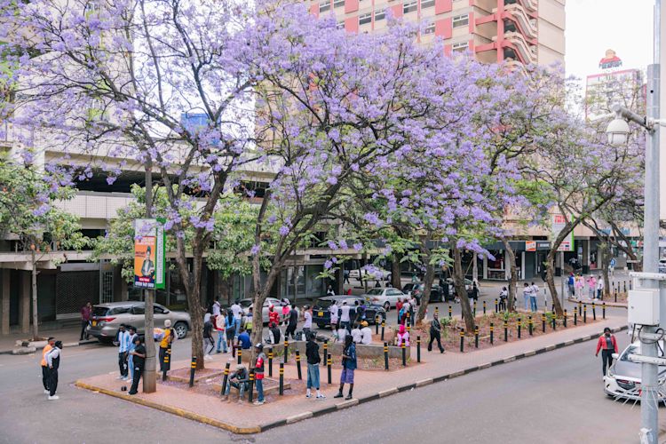 A busy city street lined with jacaranda trees in full purple bloom. People walk, talk, and gather along the sidewalk and small plaza beneath the flowering branches, with cars and buildings in the background.