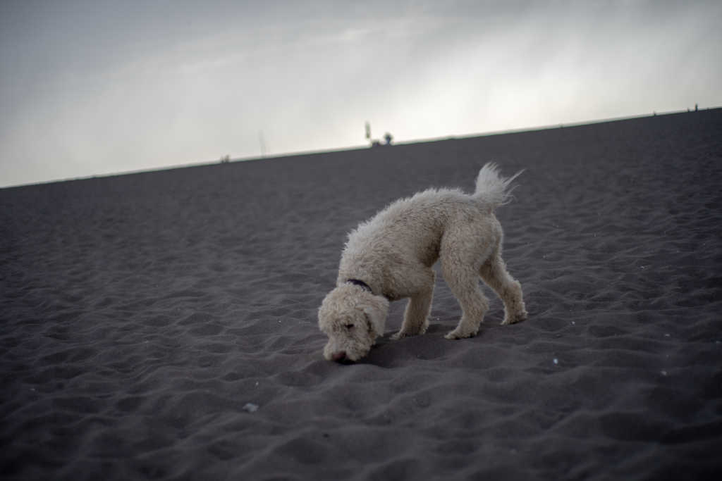 Beach-Dog