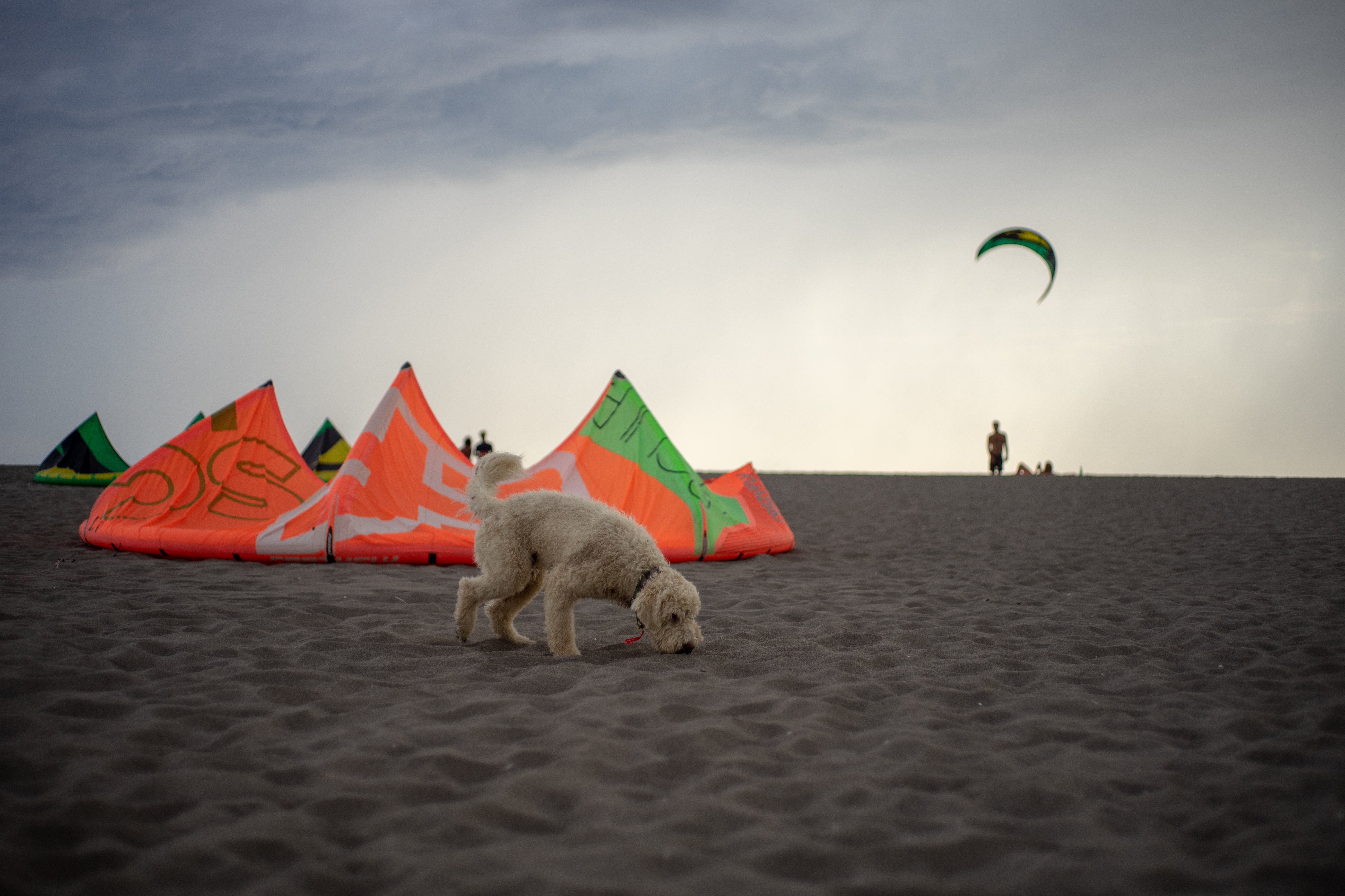 Beach-Dog